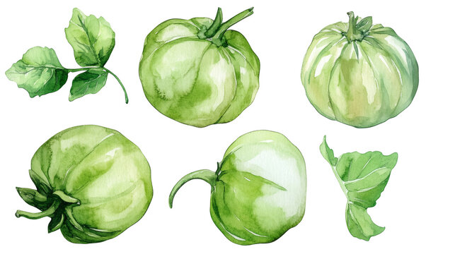 Watercolor illustration of green tomatillos and leaves on transparent background