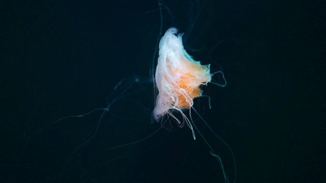 beautiful colorful jellyfish medusa swim underwater in ocean or zoo