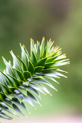 Fresh green pine leaves on a branch of pewen tree (Araucaria araucana). Spring season is visible in a natural setting with no people around.