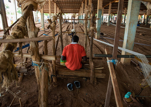 African man from Senufo tribe weaving in a traditional textile factory, Savanes district, Waraniene, Ivory Coast