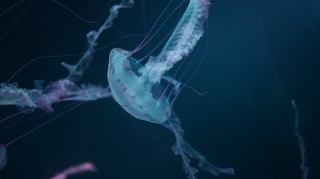 beautiful colorful jellyfish medusa swim underwater in ocean or zoo