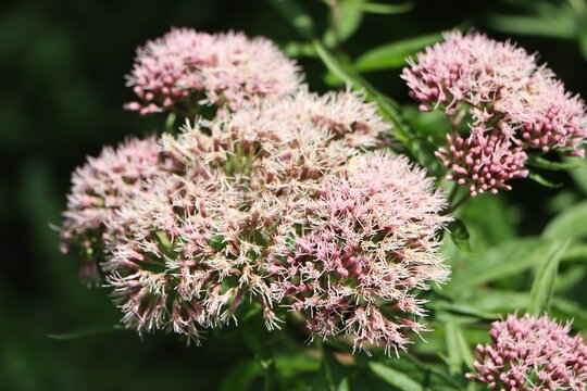 Herbaceous flowering plant Eupatorium cannabinum (hemp agrimony)