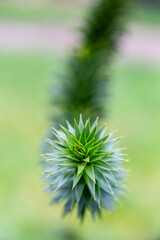 Fresh green pine leaves on a branch of pewen tree (Araucaria araucana). Spring season is visible in a natural setting with no people around.