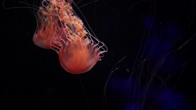 beautiful colorful jellyfish medusa swim underwater in ocean or zoo