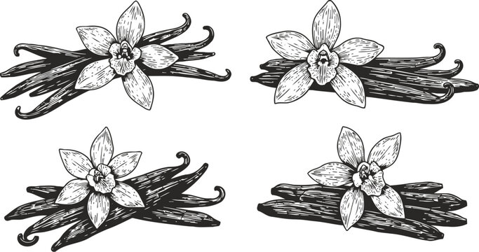 Vanilla pods with blossoms hand drawn vanilla beans and flowers natural aromatic spices illustration in black and white