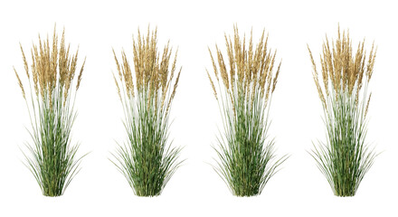 Fototapeta premium Four Calamagrostis x acutiflora (Feather Reed Grass) clumps arranged in a row isolated on white, illustrating strict vertical habit and wheat-like flower spikes.
