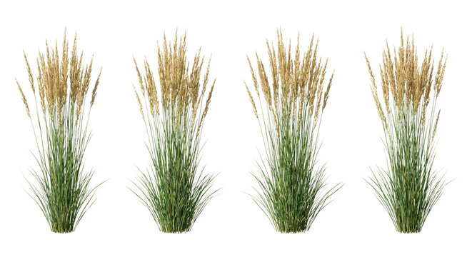Four Calamagrostis x acutiflora (Feather Reed Grass) clumps arranged in a row isolated on white, illustrating strict vertical habit and wheat-like flower spikes.