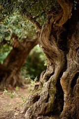 Majestic ancient olive trees in lush mediterranean forest setting