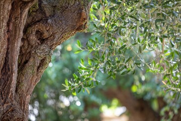 Obraz premium Majestic old olive tree with vibrant green leaves in sunlit garden
