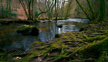 Fototapeta premium Low angle shot of the River Teign in England's Dartmoor National Park
