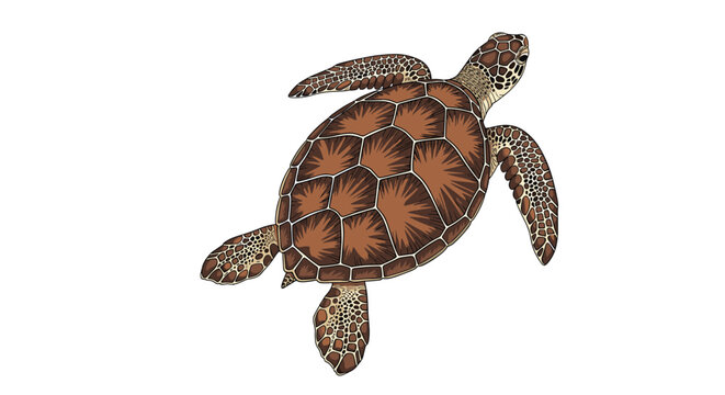 Detailed top down illustration of a brown sea turtle swimming with intricate shell patterns and textured flippers on white.