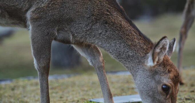 Closeup panning shot on cute deer eating grass on ground