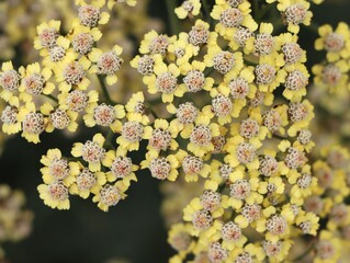 Beautiful yarrow (Achillea) flowers growing in a garden © Rita Puteikytė
