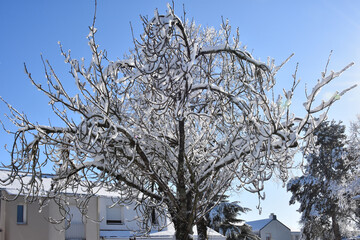 arbre enneig&eacute;, france 