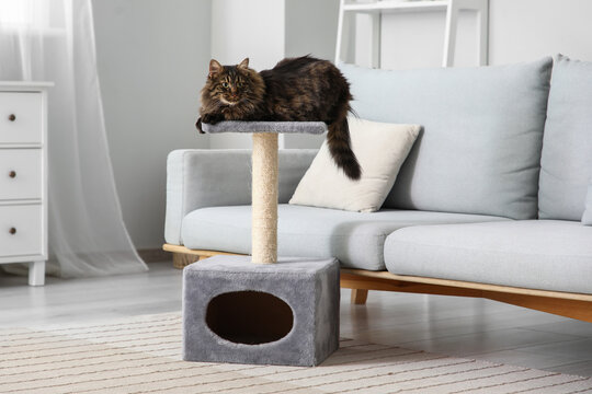 Cute fluffy cat lying on scratching post at home