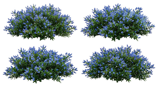 Set of 4 Ceanothus thyrsiflorus (California Lilac) shrubs isolated on white background, photorealistic botanical collection showing glossy foliage and vibrant blue flower clusters.