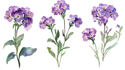 Fototapeta premium Three watercolor sprigs of purple flowers with green leaves on transparent background
