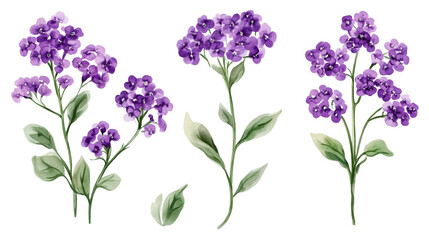 Three watercolor sprigs of purple flowers with green leaves on transparent background
