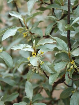 Elaeagnus commutata (silverberry) growing in the wild
