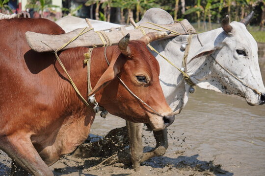 Oxen Plowing Muddy Agricultural Field