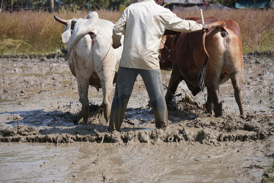 Farmer Guiding Oxen in Muddy Field