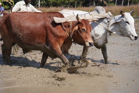 Oxen Plowing Muddy Field with Wooden Yoke