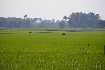 Fototapeta premium Rice Paddy Field with Haystacks