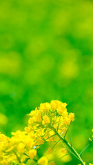 菜の花のアップ