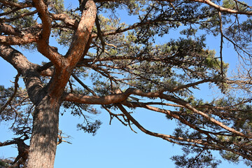 青空に向かって伸びる松の木の自然美