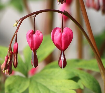 Lamprocapnos spectabilis, bleeding heart or Asian bleeding-heart