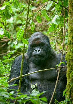 Gorilla in the jungle of the volcanoes national park, Northwest Province, Rehengeri, Rwanda