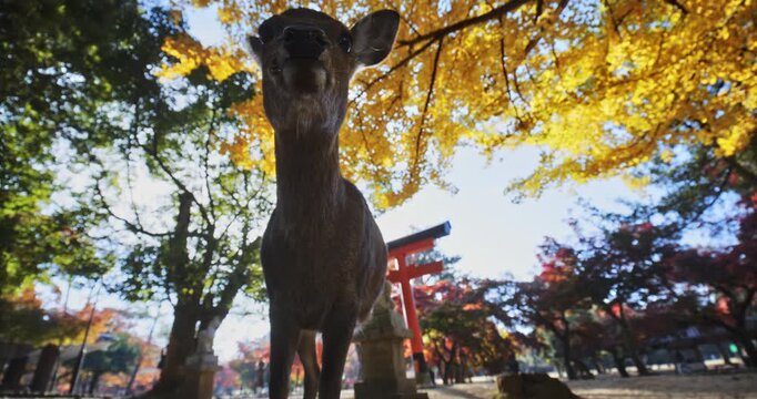 Silhouette, low shot next to deer in Autumn park in Japan