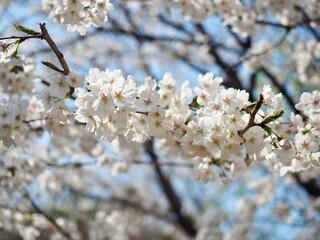 화창한 봄날의 벚나무 꽃