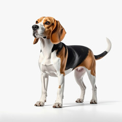 Tri-color Beagle Dog Standing Alert on White Background