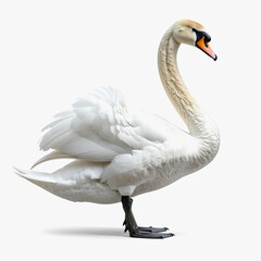 Elegant White Swan in Profile, Detailed Feathers on White Background
