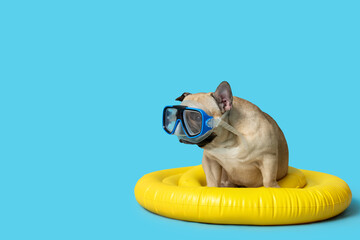 Cute French bulldog with diving mask and inflatable ring on blue background
