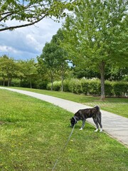 dog sniffing in the park