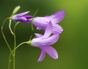 Spreading bellflower (Campanula patula) wildflower