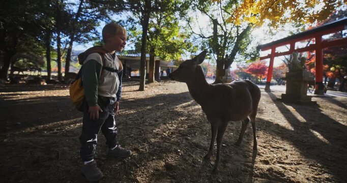 Boy and deer bowing to one another in autumn Japanese park at sunrise