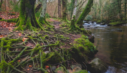 Fototapeta premium Visible tree roots unearthed by river erosion along the river Teign near Castle Drogo in Dartmoor National Park, Devon, UK 