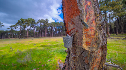 Maritime Pine Resin Industry, Spain, Pinus Pinaster, Lagunas de Cantalejo Special Protection Area, Cantalejo, Segovia, Castilla y Le&oacute;n, Spain, Europe