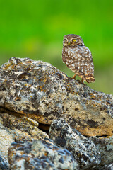Little Owl, Athene noctua, Mediterranean Forest, Castilla y Leon, Spain, Europe
