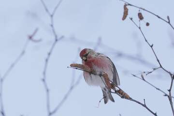 木の枝にとまるベニヒワのオス