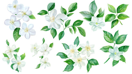 White jasmine flowers and green leaves on branches, watercolor botanical arrangement, transparent background