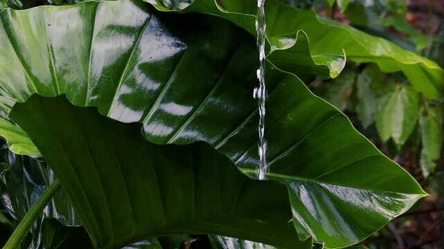 Fresh Water Pouring on Large Glossy Green Leaf. Tropical Rain Forest Nature Background