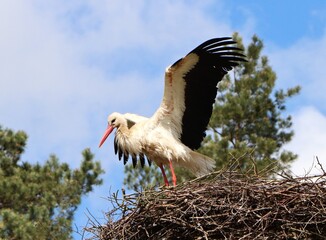 Fototapeta premium Beautiful white stork standing on the nest