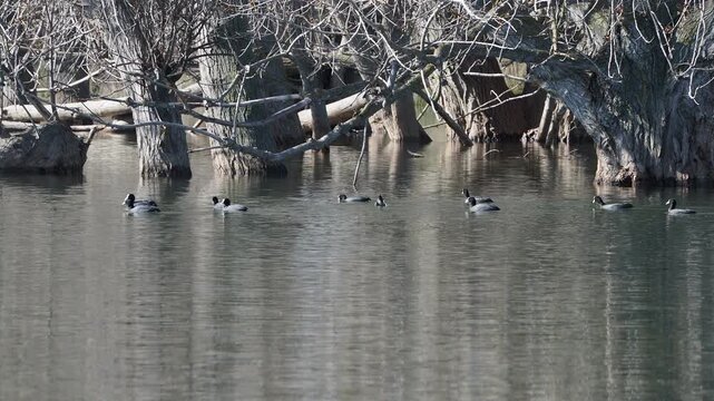 Eurasian coot floating on calm pond water, showing its distinctive dark plumage and white frontal shield in a natural aquatic environment. Eurasian coot swimming in pond water
