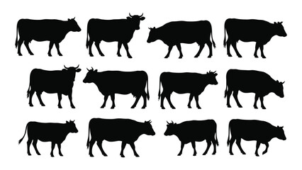 A collection of twelve different silhouettes of cows in various poses and positions. isolated on white background, Vector