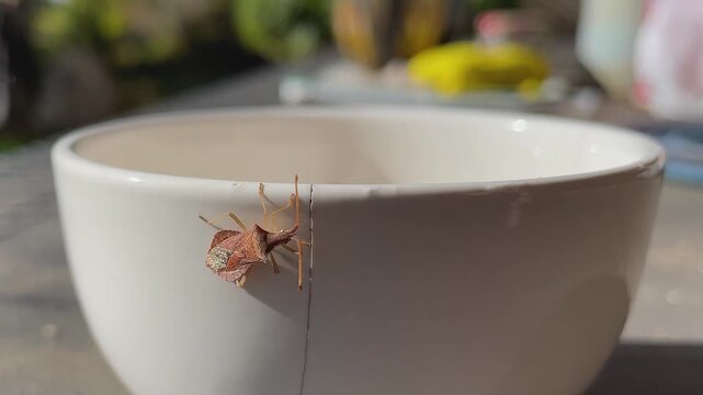 Slow-motion close-up of a leaf-legged bug perched on the side of a small porcelain cup. The insect is notable for its body and prominent antennae, clearly visible in the foreground.