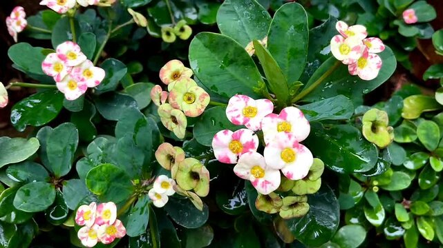 Beautiful blooming Euphorbia Milia or crown of thorns flower or Christ plant. This flower is ornamental succulent plant with densely spiny stems and pretty colorful petal.
